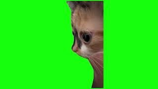 kitten stare with trumpet music meme green screen [upl. by Hgielar]