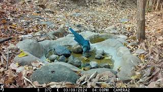 Birds at Rocky Pool March 2024 [upl. by Isidro22]