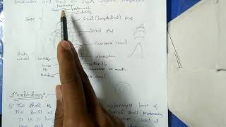 GASTROPODA  MORPHOLOGY HINDI [upl. by Nahraf]