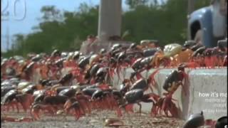 Swarming Cuban Land Crabs [upl. by Iramo507]