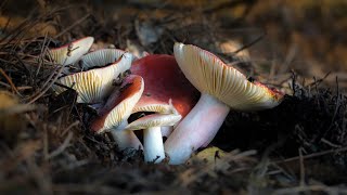 2021 Tilden Fungus Fair [upl. by Joshuah]