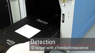 Detect your target proteins using chemiluminescent Western blot substrates [upl. by Tnarud]