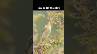 Can you identify this grassland bird [upl. by Nodnarbal]