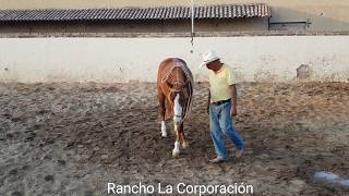 Caballos de Rienda en entrenamiento en Rancho La Corporación [upl. by Aicilram]