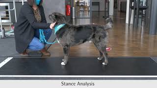 CanidGait®  Stance and Gait Analysis for Dogs with platform  Stand und Ganganalyse für Hunde [upl. by Ellicott]