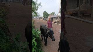 Grandfather is going to feed the buffalo in the field buffalo shorts [upl. by Sternberg]