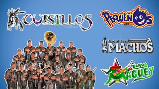 Banda Cuisillos Pequeños Musical Bana Machos MagueyBandas Viejitas Pero Bonitas Mix Movidas [upl. by Marjory]