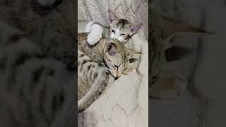 Athu oli illa na enaka vechikta Vali😝😂 cat cuteanimals funny shorts trending viralcat video [upl. by Rise]