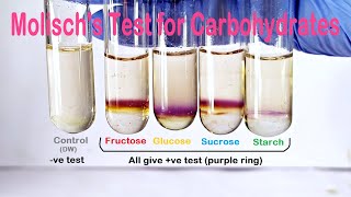 Molischs Test Practical Experiment [upl. by Weisburgh]