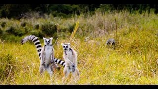 quotThe Lemur Dancequot Featurette  Island of Lemurs Madagascar [upl. by Inalel]