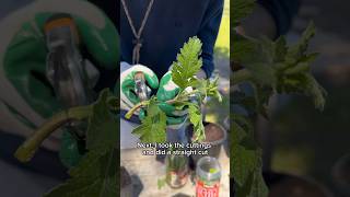 How I’m Trying to Clone Plants [upl. by Pete]