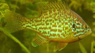 My Pumpkinseed sunfish in tankSonnenbarsch im Aquarium34 [upl. by Isdnil]