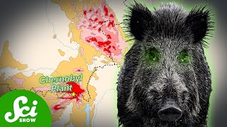 Chernobyls Radioactive Wild Boar Paradox [upl. by Retsevlis539]