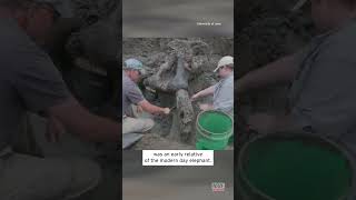 Ancient Mastodon Skull Dug Up in Iowa shorts [upl. by Scutt]