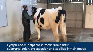 Lymph node palpation in ruminants [upl. by Fadil230]