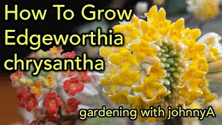 How To Grow Edgeworthia Chrysantha  Fragrant Early Flowering  Paper Bush [upl. by Novaat]