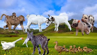 Adorable Animal Actions  Goose Lynx Baboon Pig Sloth Duck  Animal Paradise [upl. by Nicoli]