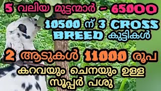 5 വലിയ മുടന്മാർ 65000 10500 ന് 3 Cross breed കുട്ടി 2 ആടുകൾ 11000 കറവയും ചെനയും ഉള്ള സൂപ്പർ പശു [upl. by Neetsyrk]