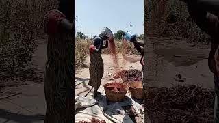 Traditional way of shivering sorghum in an African village [upl. by Miltie]