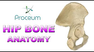 Bones of the Pelvis  Hip Bones  Anatomy Tutorial [upl. by Yaya]