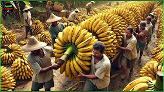 Billions Of Bananas Are Harvested Using Cableways And Processed This Way  Farming Documentary [upl. by Berard]