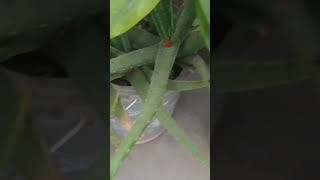 Aleo Vera plants flowering shortsvideo trending nature viral gardening [upl. by Rubetta]