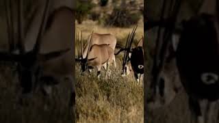 Gemsbok Antelopes Grazing wildlife animals youtubeshorts [upl. by Leonerd]