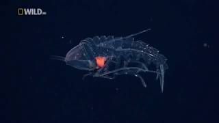 Creatures of the Deep Ocean National Geographic Documentary [upl. by Rettke]