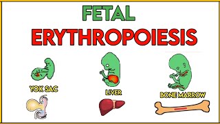 ERYTHROPOIESIS fetal  RBC production  hematopoietic stem cell  embryology hematology [upl. by Neelear934]