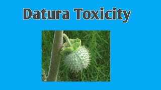 Datura Toxicity [upl. by Ydnelg25]