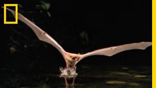 Fishing Bat vs Catfish  National Geographic [upl. by Akenal539]