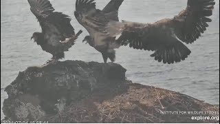 West End  Koa Treasure amp Sterling On Historic Nest 🐥 Musical Nests For Juvies Harbor Seal 7424 [upl. by Nosnibor]