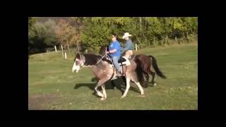 Gaited versus NonGaited DEMO [upl. by Hathaway]