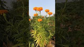 Baharon phool barsao hindisong cover song shortvideo plants flowergarden trending [upl. by Goraud873]