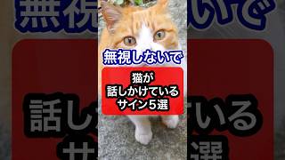 【無視しないで】猫が話しかけているサインを獣医師が解説します 保護猫 猫 猫のいる暮らし ねこ ネコ ねこのいる生活 獣医師 [upl. by Amairam51]