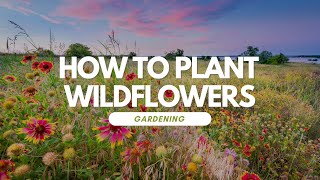 How To Plant Wildflowers [upl. by Retsam]