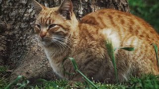 4k Peaceful Cat Footage  Feral Cat Colony [upl. by Pytlik148]