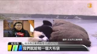 【20131230】再等一周！貓熊圓仔即將亮相 udn tv [upl. by Oicinoid]