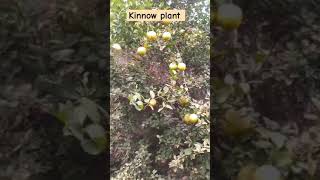 Kinnow farming news18upukdigital agriculture dragonfruit Sonurajput18372 [upl. by Leonelle296]