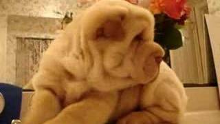 SharPei Puppy Baby [upl. by Derfnam]