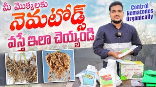 Nematodes వస్తే ఇలా చెయ్యండి How to control Nematodes organically nematode pesticide organic [upl. by Laundes420]