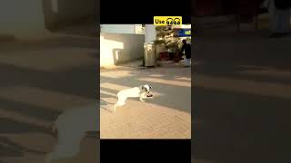 Dog comedy and student play ▶️🤣😂trending [upl. by Ziana]