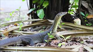 LITCHFIELD NATIONAL PARK DARWIN NT AUSTRALIA IIIII BILLY B [upl. by Atazroglam241]