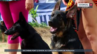 Exposition canine  116 chiens font le show à Punaauia [upl. by Eceinert]