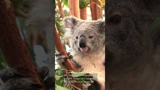 Top 10 surprising facts about koalas koala marsupials aussie wildlife wildanimals [upl. by Raviv380]