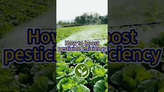 How to boost pesticide efficiency shortvideo howto garden youtubeshorts viralvideo plants [upl. by Lazaruk838]