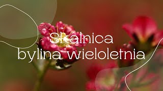 Skalnica bylina wieloletnia [upl. by Cati]