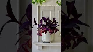 Indoor Plants That Change Color indoorplants shorts [upl. by Nostets]