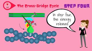 Muscle Fibers and the CrossBridge Cycle [upl. by Neeven]