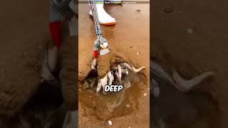 Man Finds A CuttleFish Stuck In Mud [upl. by Tempa]